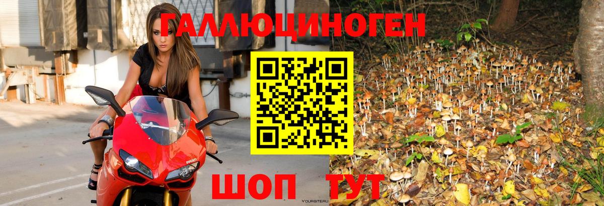 купить наркоту  Бугуруслан  Галлюциногенные грибы Psilocybine cubensis 